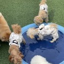 털로덮인 친구들 커먼그라운드점 이미지