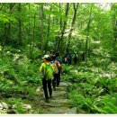 ♣6/27(일) 운탄고도 하늘하고 가장 가까운 화원 구름위 하늘 데이지 꽃길과 백운산 마천봉 이미지