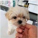 베베펫 천안 강아지분양 고양이분양 이미지