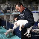 돼지골농장 이미지