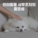 부산강아지장례 반려동물 사후조치의 중요성 이미지