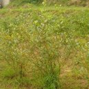 깊은샘블루베리농장 이미지