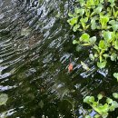 고가네칼국수 이미지