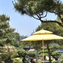 아라애견 | 인천 계양 카페 추천, 아라뱃길 정원 카페 파인트리하우스 후기, 대형카페 애견동반불가