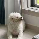 더블유 | 레몬즙다이어트 가볍게 먹으면서 이너뷰티까지 챙기는 저분자 콜라겐 추천 레시피더블유 후기