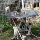 고양이 놀이터 이미지