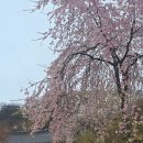 교동식탐 | 강화도 당일 감성여행 전등사 조양방직 화개정원 대룡시장