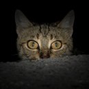 고양이 수염 이미지