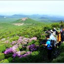 [제주도여행/한라산 등산] 철쭉꽃과 털진달래꽃으로 물든 한라산 철쭉제 등산(영실코스-윗세오름까지) 1편!!! 이미지