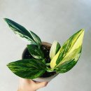 헬로우마켓 이미지