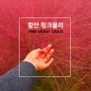 대산장 | 경남 가을 여행 함안 악양생태공원의 핑크뮬리 코스모스