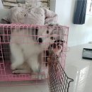 오늘은카레 네이버블로그