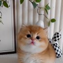 프리미엄먼치킨 이미지