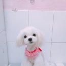살롱드 꽃개 이미지