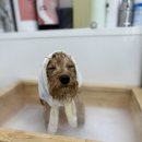 모들펫살롱 이미지