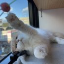 다다모모 이미지