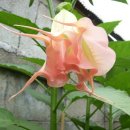 다화주 이미지