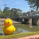 양지천 | 2026 제 2회 순창 참두릅여행 두릅축제 다녀온 후기(+양지천 경천 꽃잔디 수선화)