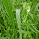 아침이슬 이미지