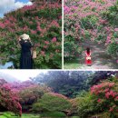 여름이 붉게 물들다"...백일홍이 아름답게 피어나는 8월 여행지 BEST 5 이미지