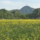 양주제일주유소 | 양주 봄나들이 장소, 양주 나리 농원 유채꽃 청보리밭 무료 개장 방문 후기