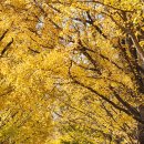 곡교천 은행나무길 이미지