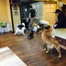 캣독카페 이미지