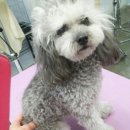 뽀송뽀송 애견미용 이미지