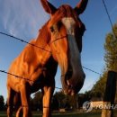 성기목장 이미지