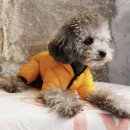 하이퍼피 이미지