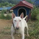 바우와우 이미지