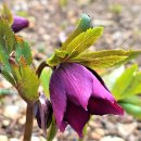 화신식물원 이미지