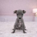 미유펫 강아지애견미용 이미지