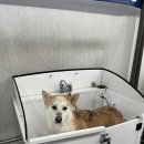 도그베이 이미지