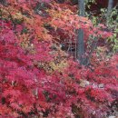 솔숲공원 이미지