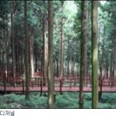 편백나무숲 이미지