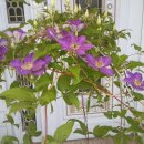 아이조아라 이미지