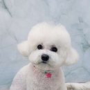 헤어 컹컹 이미지