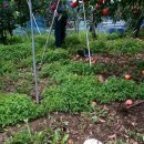 산내면 입석마을 이미지