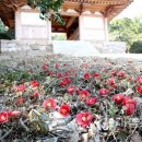 법향산방 | 동백꽃이 아름다운 사찰, 강진 백련사(白蓮寺)