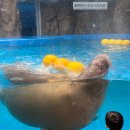 GS25교하점 | 아쿠아플라넷 일산 주차 연간회원권 다인권 구매후기 이용꿀팁 아이와 함께 가기 좋은 곳