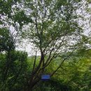 옥당걸숲속 이미지