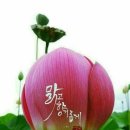 맑고 향기롭게 이미지