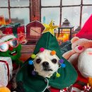 몽구네 애견유치원 이미지