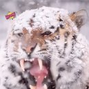 고려(금金=王=호랑이)의 상징 이미지