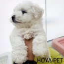 파주운정강아지분양 호야펫 이미지