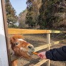 남제주별어린이집 | 제주 애월 가볼만한 곳 동물 먹이주기 체험 가능한 도치돌알파카목장 방문 후기