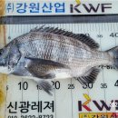 오비도낚시 이미지