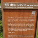 영풍 병산리 갈참나무 | 천연기념물 285호 영풍 병산리 갈참나무