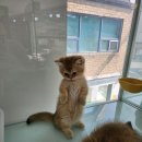 강남 고양이 분양 냥블리 이미지